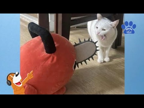 Animais Engraçados - Animais Dublados Binho e Mel  #20