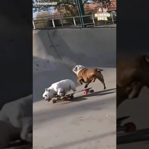 Buldogs batem andando de skates - Animais Dublados Binho e Mel