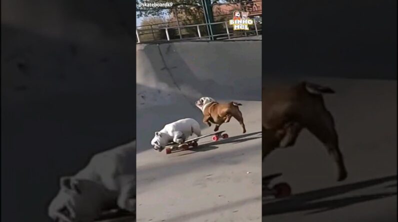 Buldogs batem andando de skates - Animais Dublados Binho e Mel
