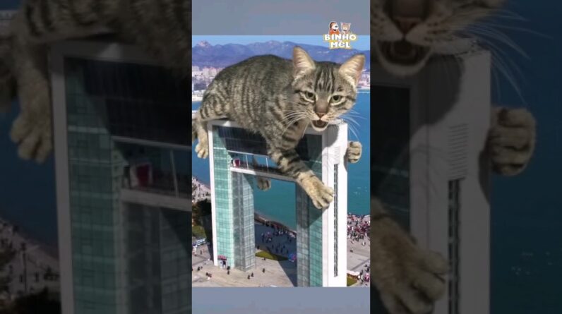 Gato gigante? 😂 - Animais Dublados Binho e Mel