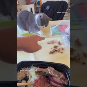 Cachorro E Gatos Engraçados-Animais Engraçados🙈🤯  #shorts #funny #animals #comédia