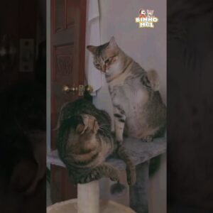 Porque você faz isso comigo? - Animais Dublados Binho e Mel
