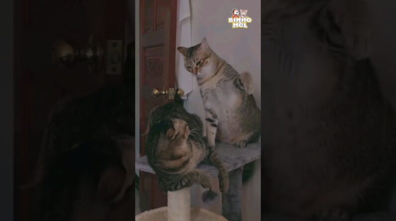 Porque você faz isso comigo? - Animais Dublados Binho e Mel