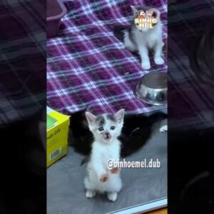 Você resistiria a um pedido desse? - Animais Dublados Binho e Mel