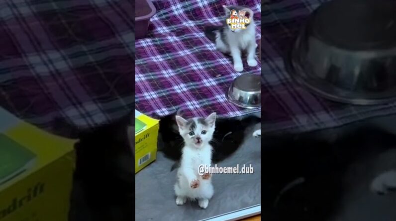 Você resistiria a um pedido desse? - Animais Dublados Binho e Mel