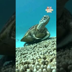 Até as Tartarugas tem Dia Chato 😂- Animais Dublados Binho e Mel