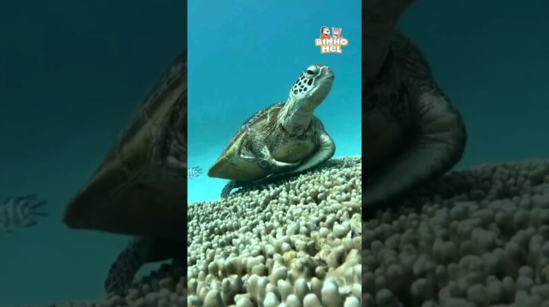 Até as Tartarugas tem Dia Chato 😂- Animais Dublados Binho e Mel