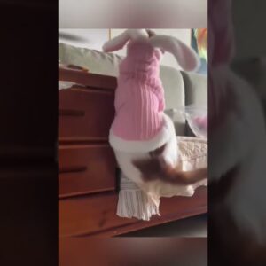 🤣🤣  #funny #animals #funnyanimal #shortsvideo #funnycat #funnycatvideos