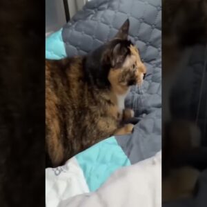 🤣🤣  #funny #animals #funnyanimal #shortsvideo #funnycat #funnycatvideos #cute