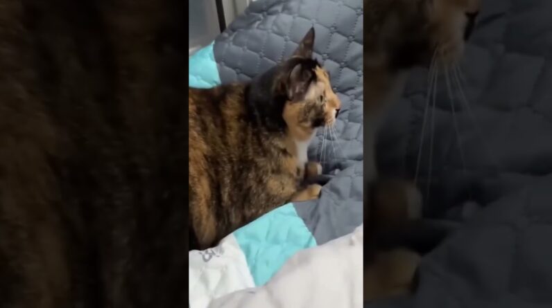 🤣🤣  #funny #animals #funnyanimal #shortsvideo #funnycat #funnycatvideos #cute