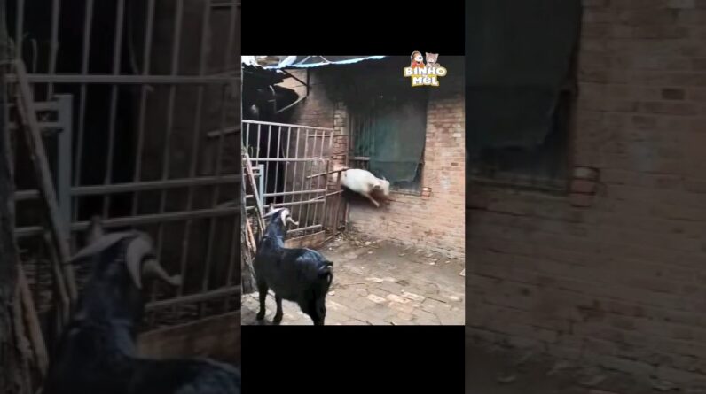 Cabra Ninja - Animais Dublados Binho e Mel