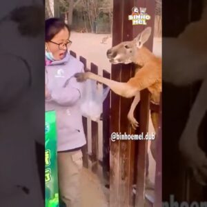 Canguru Educado? - Animais Dublados Binho e Mel