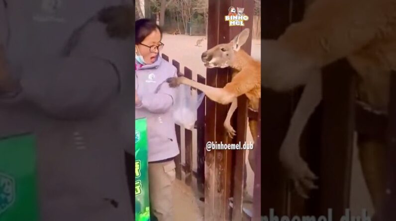 Canguru Educado? - Animais Dublados Binho e Mel