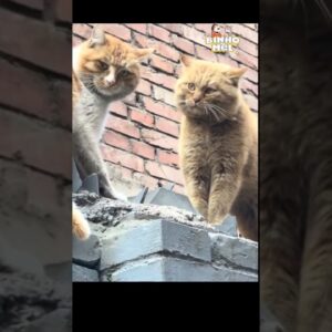 Discussão estranha - Animais Dublados Binho e Mel