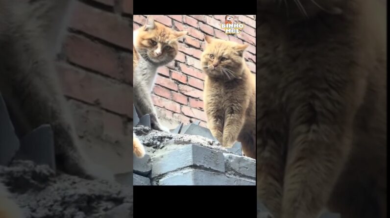 Discussão estranha - Animais Dublados Binho e Mel