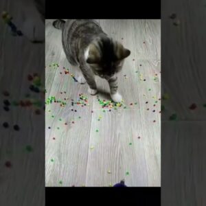 Animais Engraçados- Tenre não rir.  #animaisengraçados #shortsvideo #shorts #gatosengraçados
