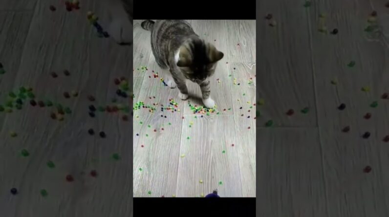 Animais Engraçados- Tenre não rir.  #animaisengraçados #shortsvideo #shorts #gatosengraçados