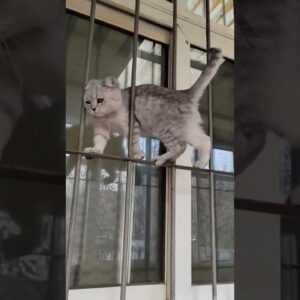 Animais Engraçados- Tenre não rir.  #animaisengraçados #shortsvideo #shorts #gatosengraçados
