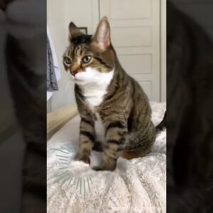 Animais Engraçados- Tenre não rir.  #animaisengraçados #shortsvideo #shorts #gatosengraçados