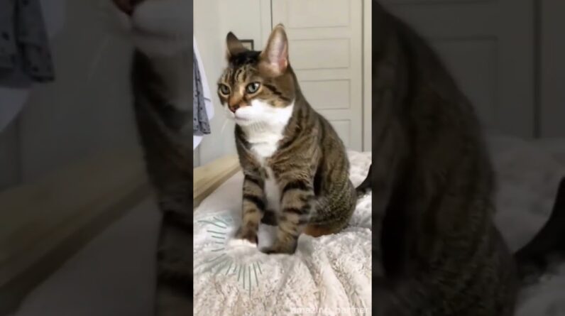 Animais Engraçados- Tenre não rir.  #animaisengraçados #shortsvideo #shorts #gatosengraçados