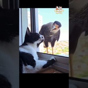 Esse gato foi salvo pelo vidro - Animais Dublados Binho e Mel