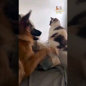 O gato achou que ia se dar bem 🤣   - Animais Dublados Binho e Mel