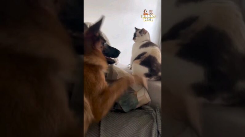 O gato achou que ia se dar bem 🤣 - Animais Dublados Binho e Mel