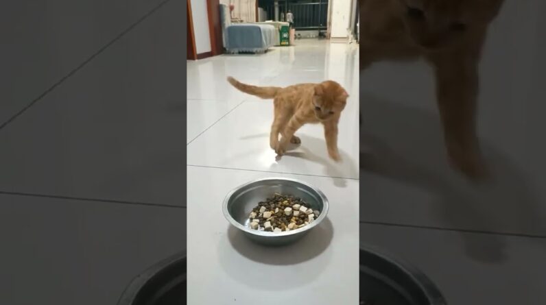 Mas que fome é essa gatinho kkk 😅😂 #caramelando