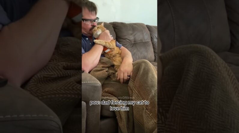 #funny #funnyanimal #shortsvideo #cat #catshorts #catsoftiktok #animaisengraçados #animals