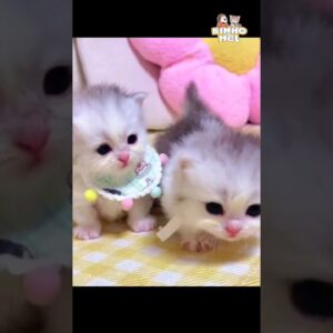 O agradecimento mais fofo do dia - Animais Dublados Binho e Mel