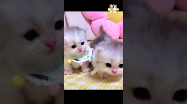 O agradecimento mais fofo do dia - Animais Dublados Binho e Mel