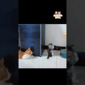 O susto que Junin deu  - Animais Dublados Binho e Mel