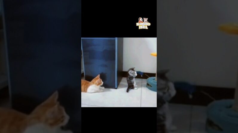 O susto que Junin deu - Animais Dublados Binho e Mel