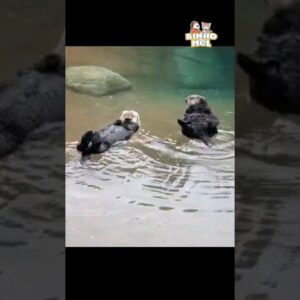 Quando a sogra não é legal - Animais Dublados Binho e Mel
