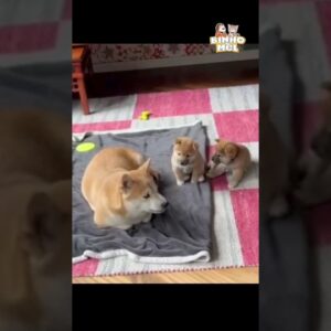 Quando seu irmão lhe bota numa fria - Animais Dublados Binho e Mel