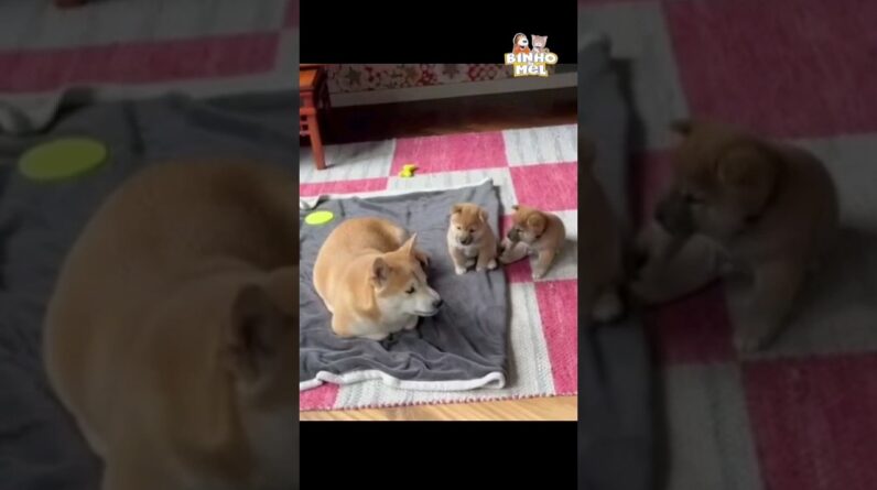 Quando seu irmão lhe bota numa fria - Animais Dublados Binho e Mel
