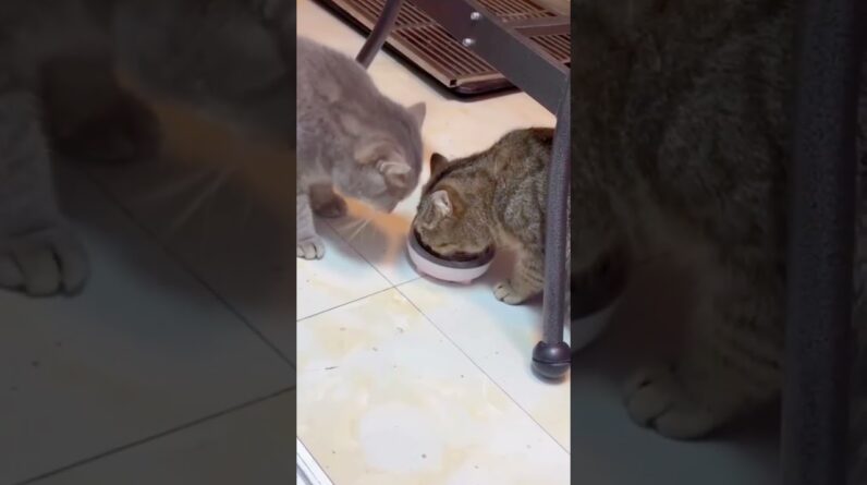 Animais Engraçados 2024 -Cães e Gatos fazendo coisas engraçadas - tente não rir