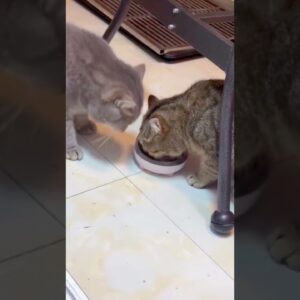 Animais engraçados 2024- Cães e gatos fazendo coisas engraçados - tente não rir