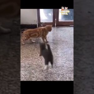Será que o gatinho sabe lutar ?  - Animais Dublados Binho e Mel