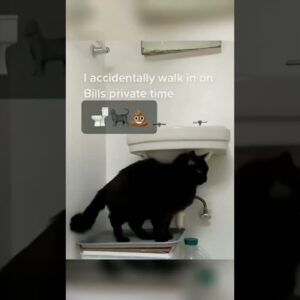 OLHA O QUE FIZERAM COM O GATINHO                 #funny #animaisengraçados #funnyanimal #catshorts