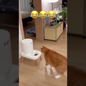 wait it.       #funnyanimal #funny #funnydogs #catshorts #shorts #animaisengraçados