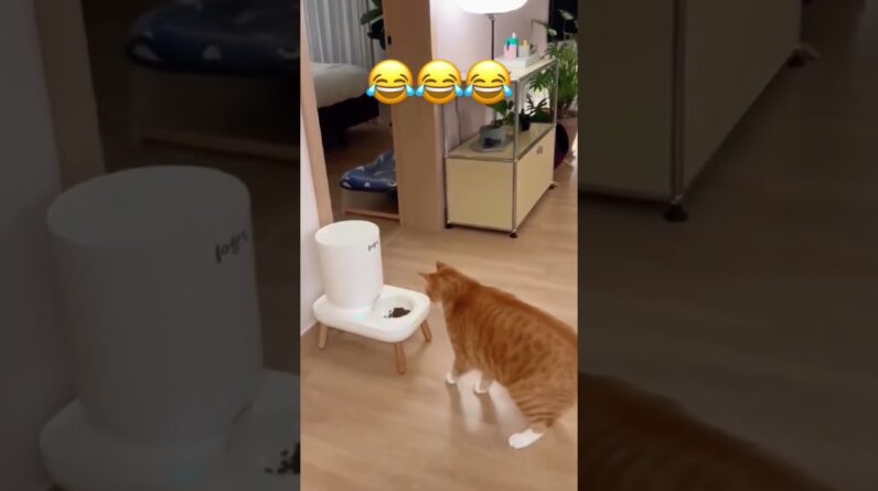 wait it.       #funnyanimal #funny #funnydogs #catshorts #shorts #animaisengraçados
