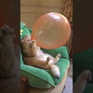 Walter it.   #foryou #foryoupage #funnyshorts #catshorts