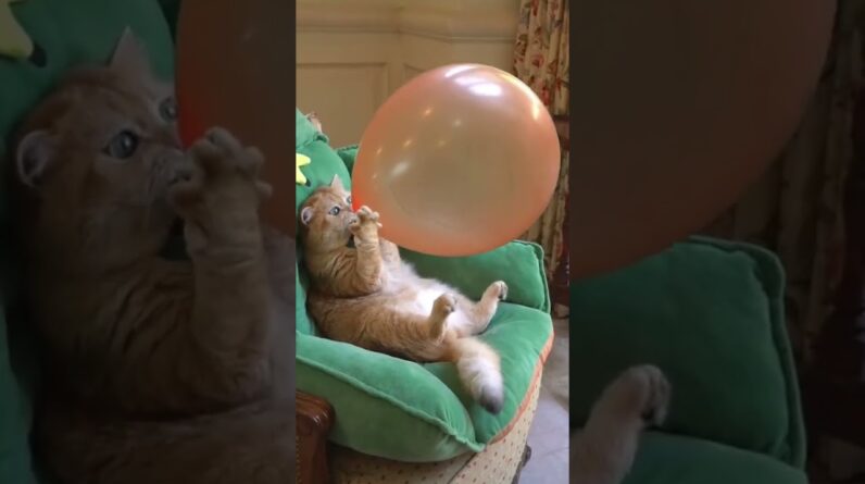 Walter it.   #foryou #foryoupage #funnyshorts #catshorts