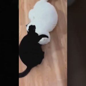Walter it #funnydogs #funny #catshorts #catsoftiktok cats