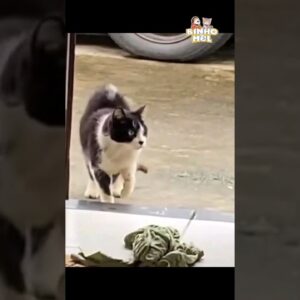 Será que esse gato sabe disfarçar?😄 - Animais Dublados Binho e Mel