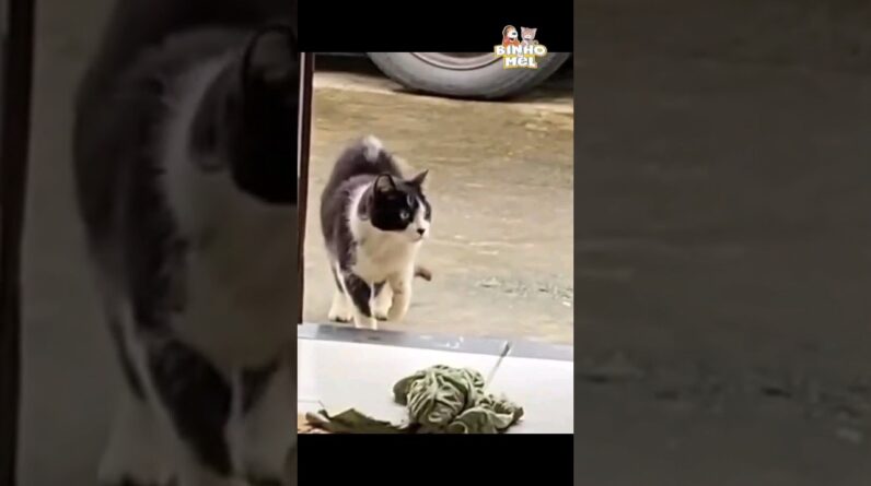 Será que esse gato sabe disfarçar?😄 - Animais Dublados Binho e Mel