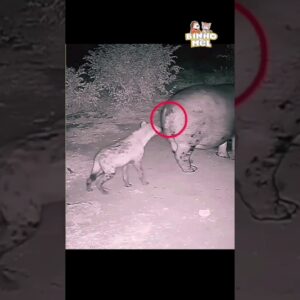 A Reação inesperada do Hipopotámo - Animais Dublados Binho e Mel