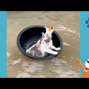 Animais Engraçados - Animais Dublados Binho e Mel  #21