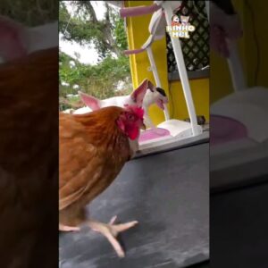 Até a galinha quer ser magra ? - Animais Dublados Binho e Mel